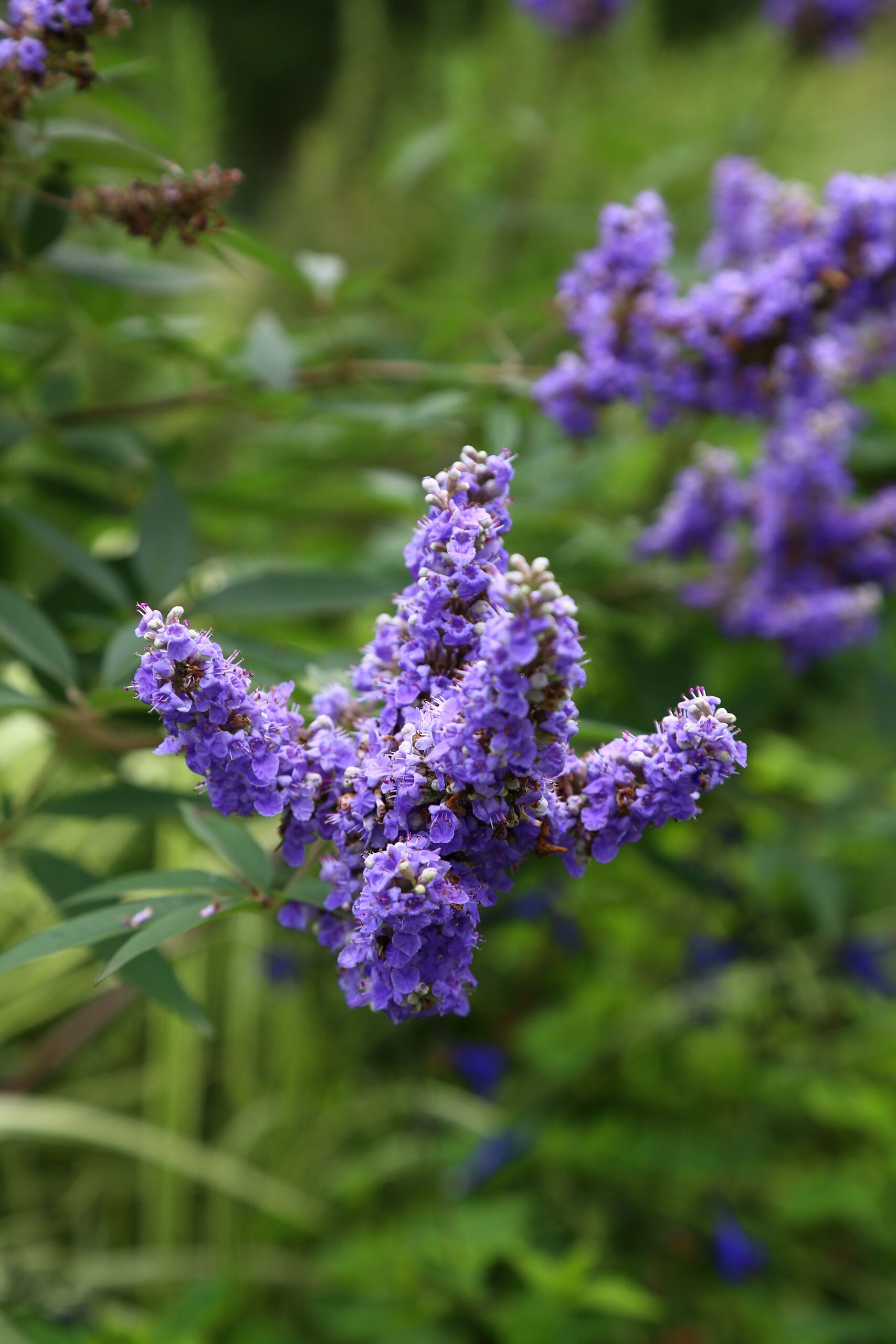 Mönchspfeffer in Blüte